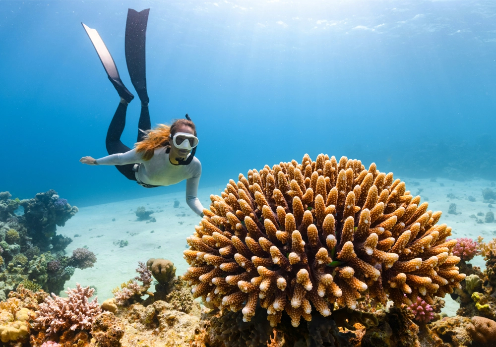 Diving Excursions