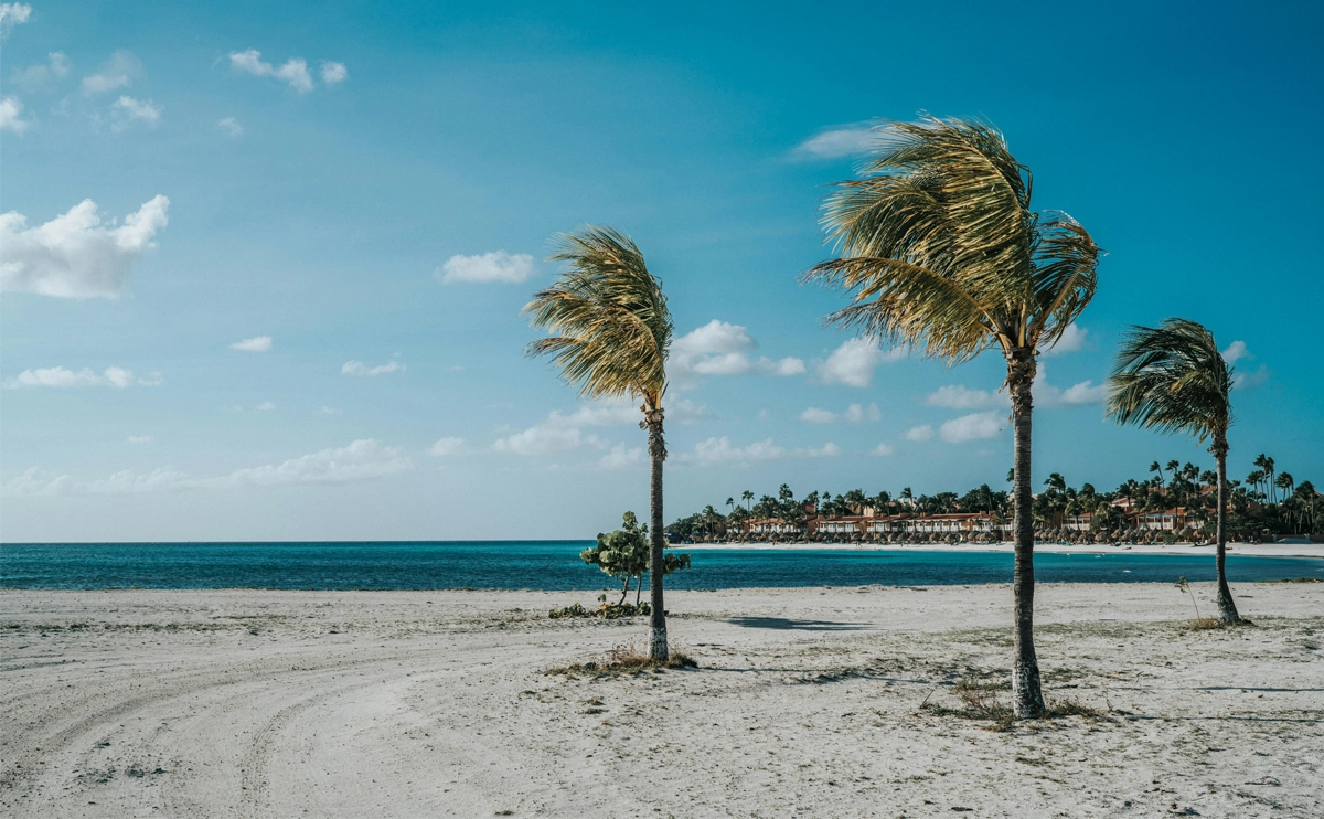 Palm Trees on Beautiful Beach